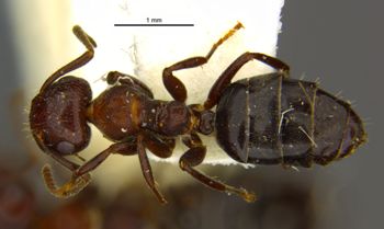 Media type: image;   Entomology 28548 Aspect: habitus dorsal view